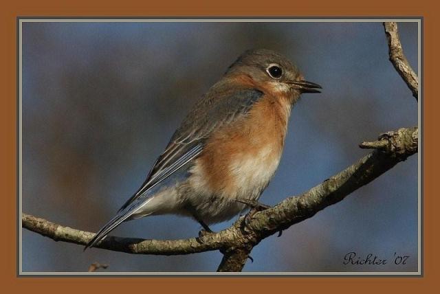 Eastern Bluebird