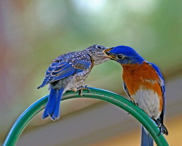 Eastern Bluebird