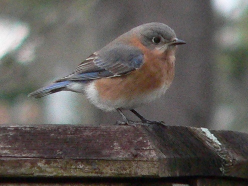 Eastern Towhee, Eastern Bluebird, and Red-bellied Woodpecker