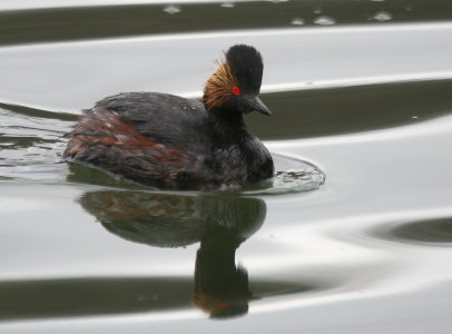 Eared Grebe