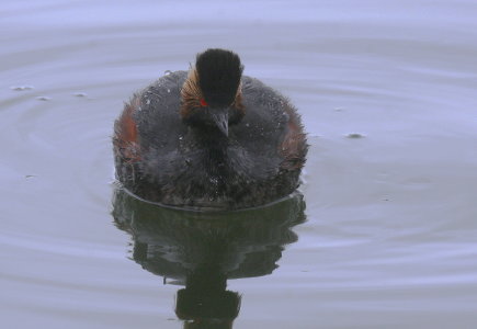 Eared Grebe