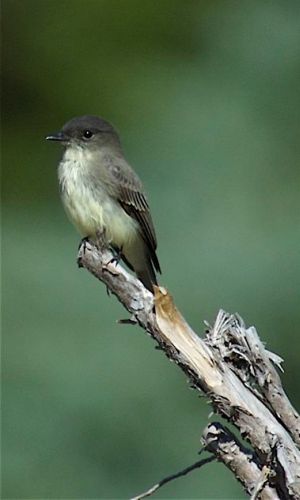 Eastern Phoebe