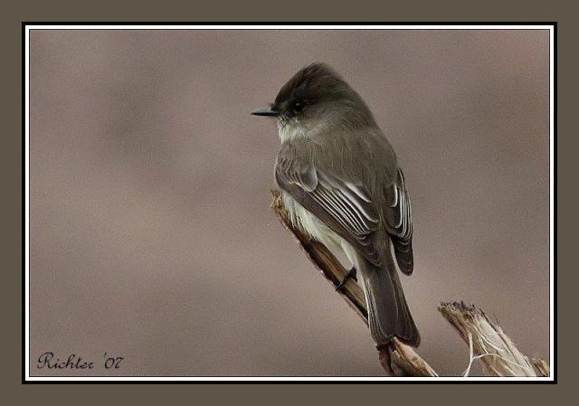 Eastern Phoebe