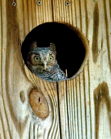 Eastern Screech-Owl