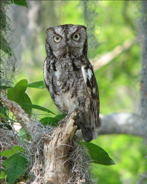 Eastern Screech-Owl