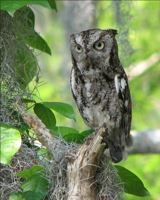 Eastern Screech-Owl