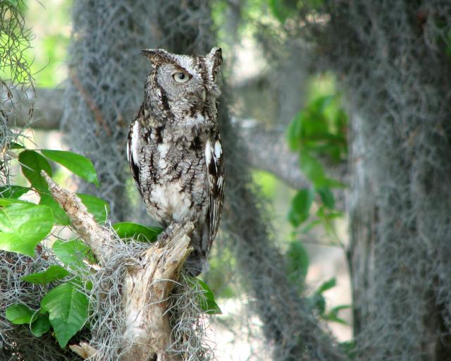 Eastern Screech-Owl