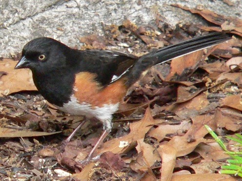 Eastern Towhee, Eastern Bluebird, and Red-bellied Woodpecker