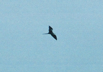 Magnificent Frigatebird