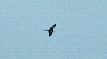 Magnificent Frigatebird