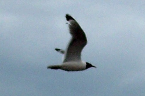 Franklin's Gull