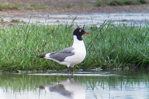 Franklin's Gull