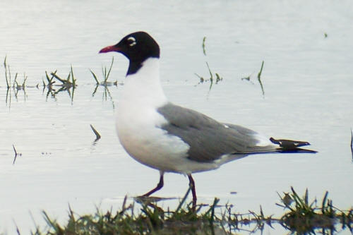 Franklin's Gull