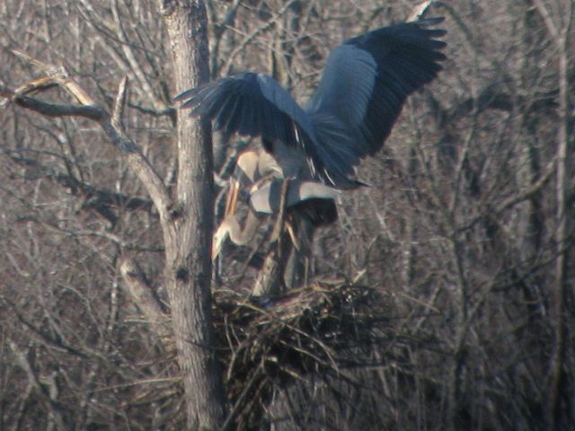 Great Blue Heron