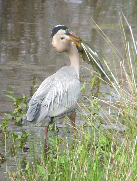 Great Blue Heron