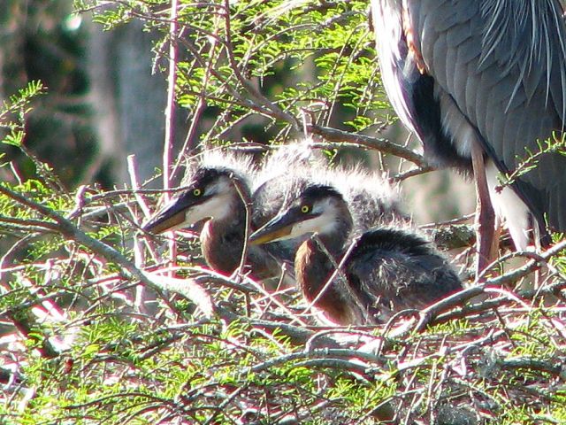 Great Blue Herons