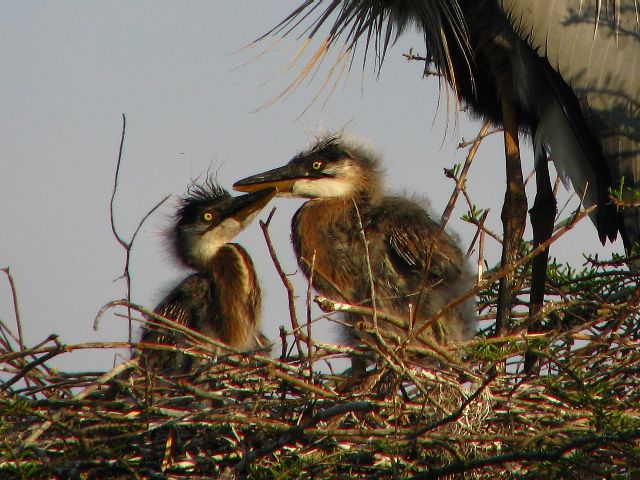 Great Blue Herons