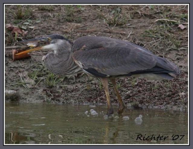 Great Blue Heron