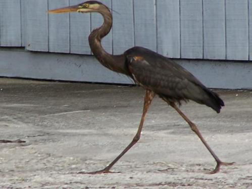 Great Blue Heron