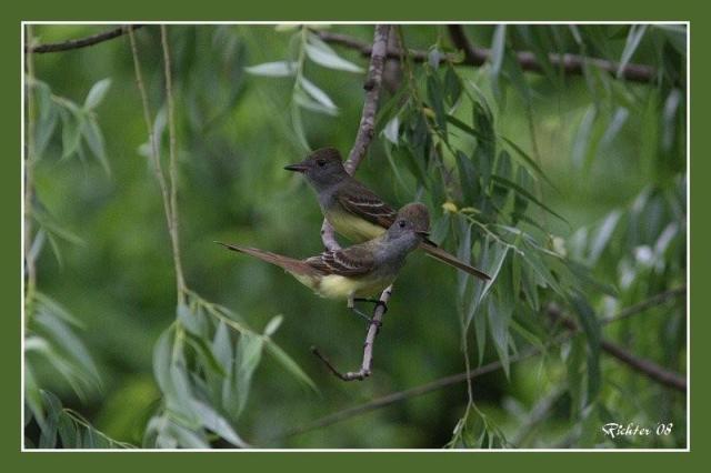 Great Crested Flycatchers