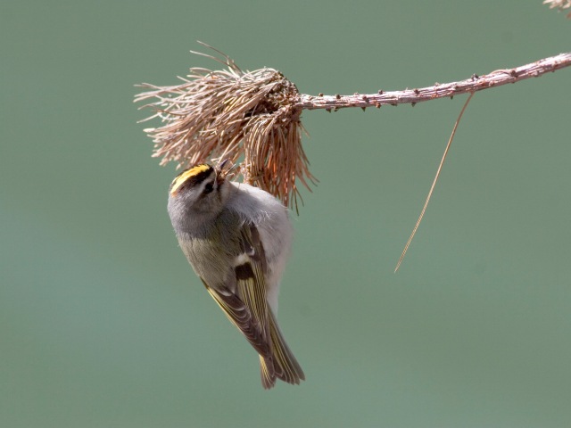 Ruby-crowned Kinglet and Golden-crowned Kinglet