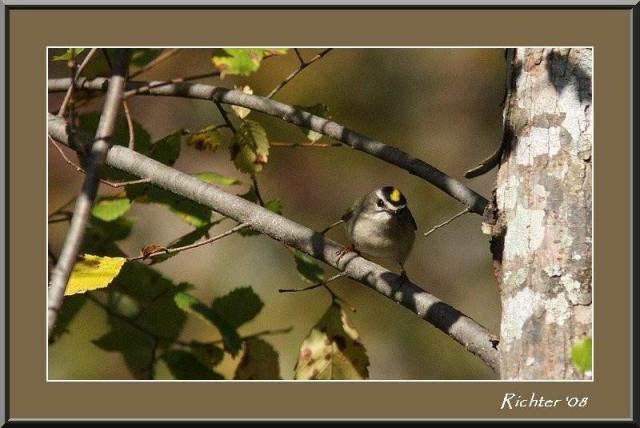 Golden-crowned Kinglet