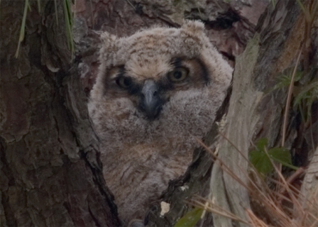 Great Horned Owl