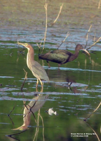 Glossy Ibis