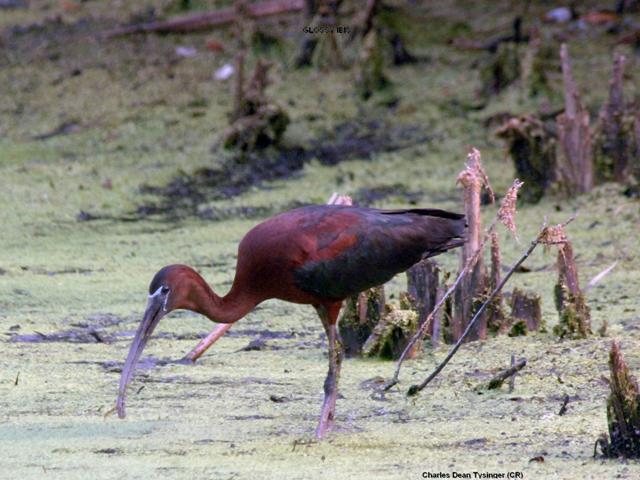 Glossy Ibis