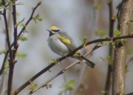 Golden-winged Warbler