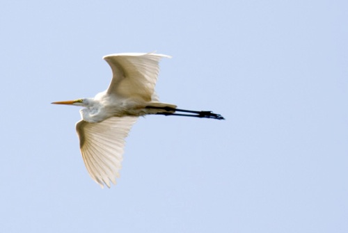 egrets