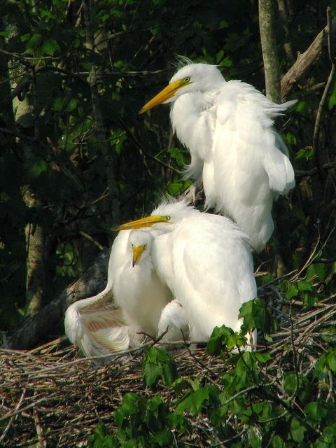 Great Egret