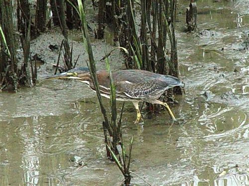 Green Heron and Clapper Rail