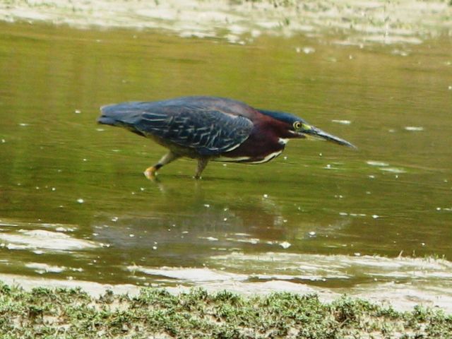 Green Heron