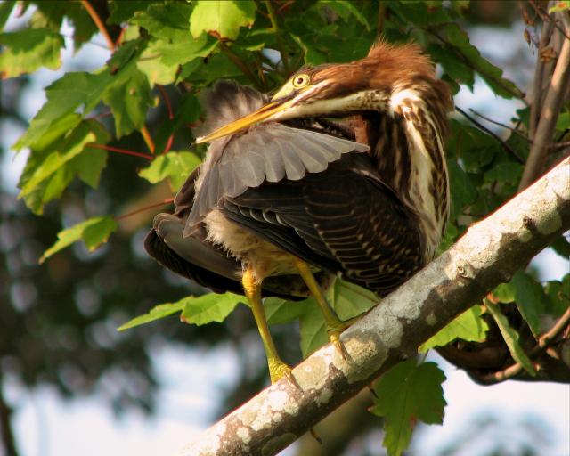 Green Herons