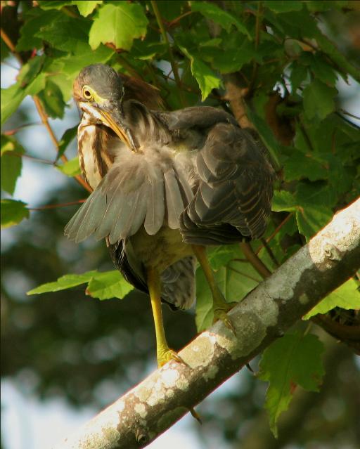 Green Herons