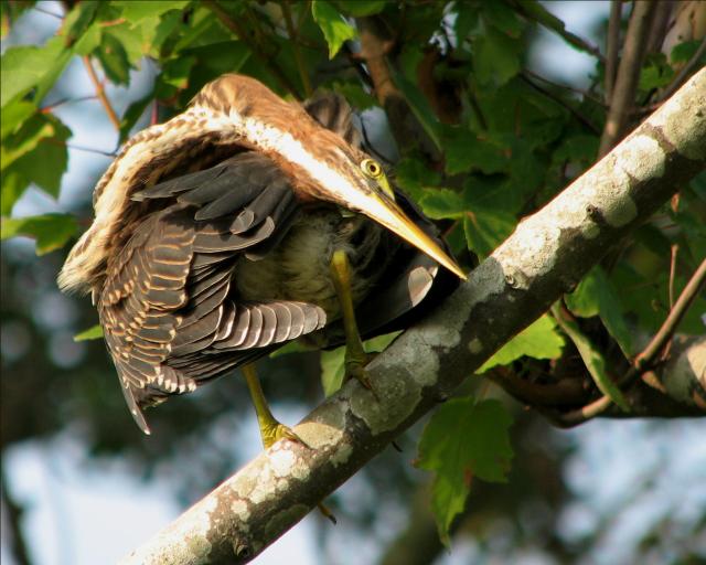 Green Herons