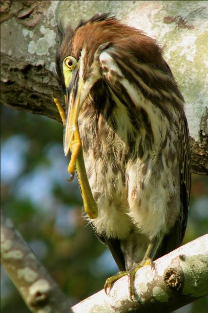 Green Herons