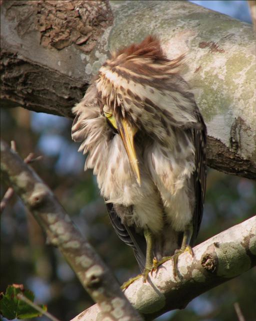 Green Herons