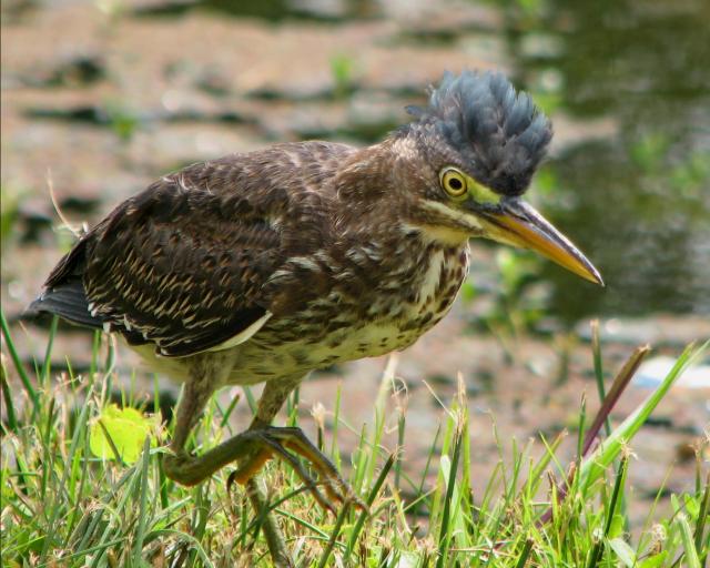 Green Herons