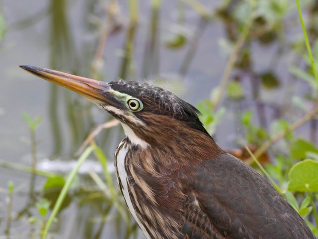 Green Heron