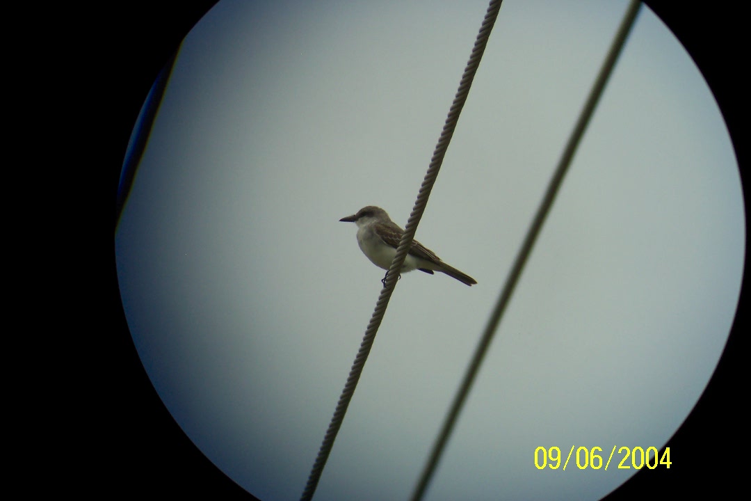 Gray Kingbird