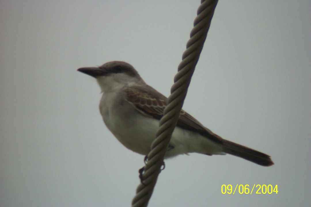 Gray Kingbird