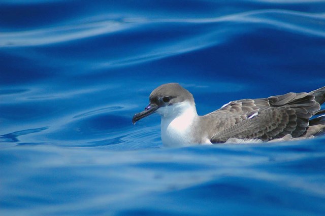 Greater Shearwaters