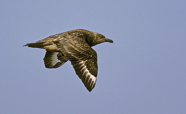 Great Skua