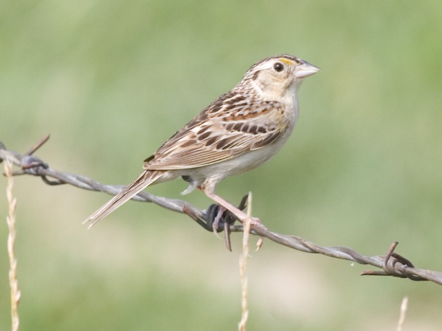 Grasshopper Sparrow