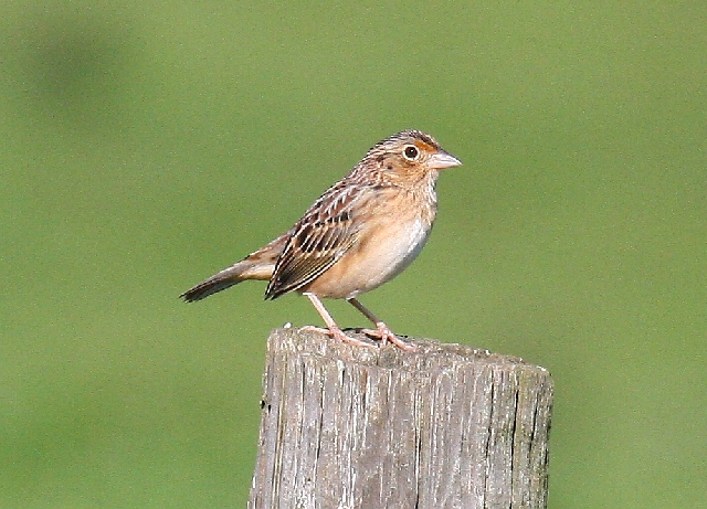 Grasshopper Sparrow
