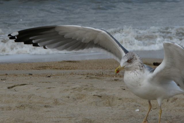 odd gull