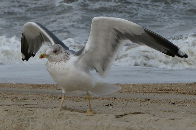 odd gull