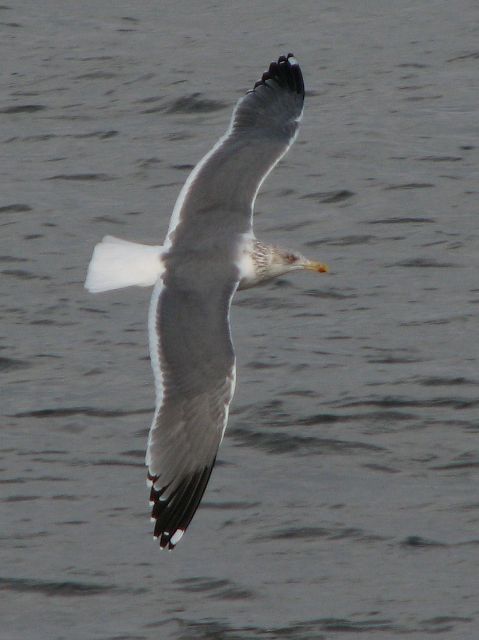 odd gull